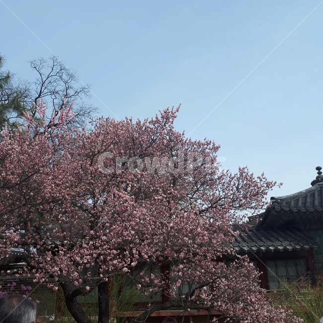 창덕궁,벚꽃,꽃,나무,낮,아침,풍경,궁,봄,계절,spring,season,한국전통,한국문화,korean traditional,korean culture,건축물,건물외관,exterior,building,structure,architecture,construction,plant,식물,blossom,flower