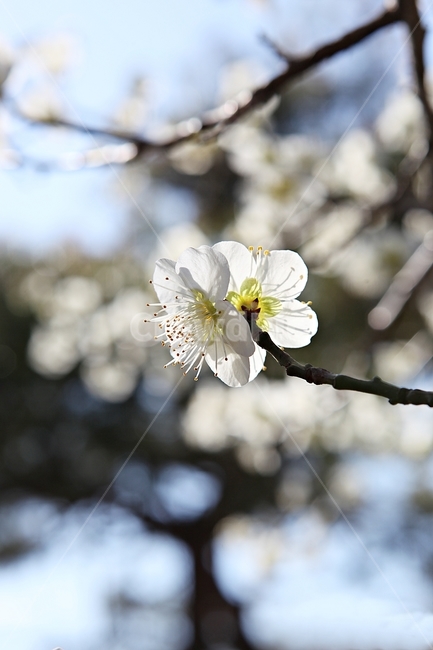 매화곷,매화,꽃,꽃잎,봄꽃,봄,식물,자연,공원,식물,자연,plants,nature,꽃,flower