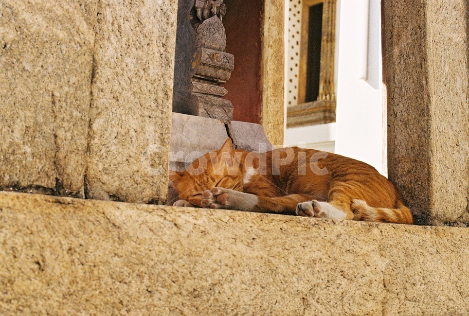 고양이,길냥이,cat,낮잠,따스한,나른한,오후,잠,sleepy,졸음,nap,동물,animal,숙면,kitten,낮,warm,cozy,pet,애완동물