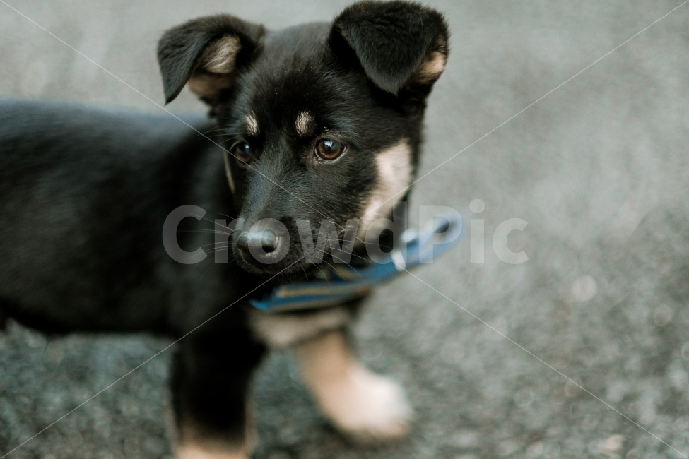 강아지,개,동물,애견,반려동물,반려견,동물,animal,포유류,mammal,개,강아지,dog,doggy
