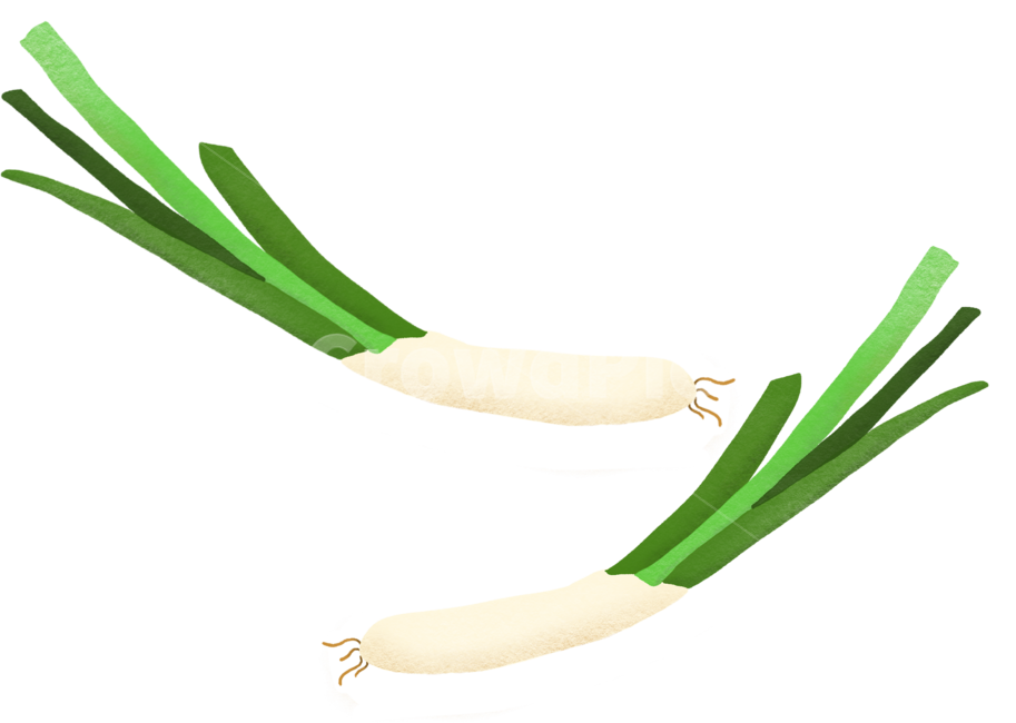 plant,식물,food,건강,다이어트,음식,웰빙,신선한,프레쉬,일러스트레이션,식재료,요리,cook,meal,disches,foodreserves,vesetables,illustration,초록색,green,파,springonion,fresh,채소,야채,vegetables,그래픽,일러스트레이션,graphic,illustration