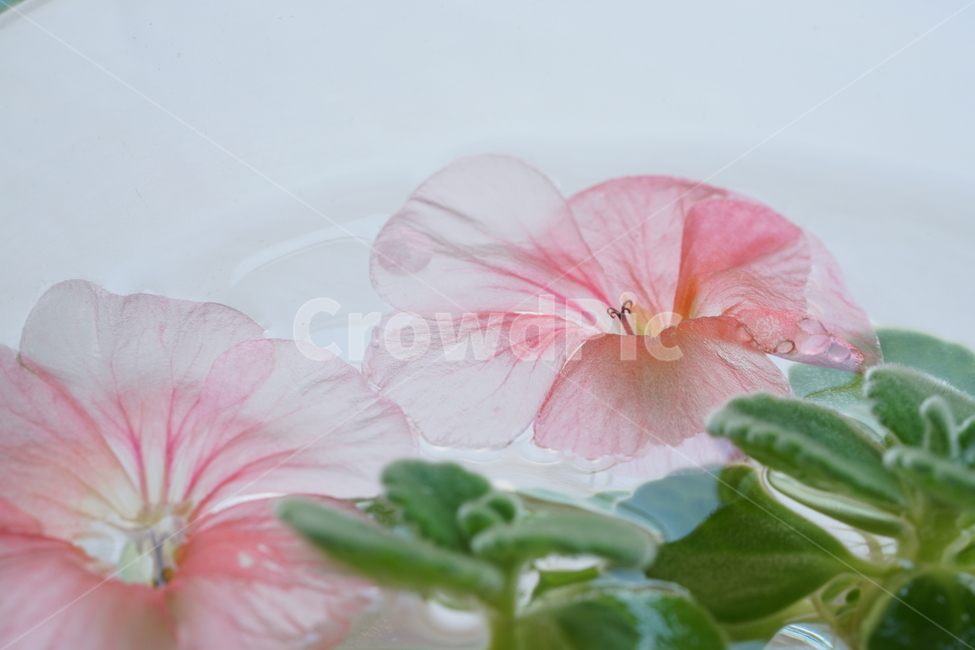 식물,분홍,핑크,플라워,생명,꽃,꽃잎,색감,감성,접사,flower,pink,컬러,식물,자연,plants,nature,꽃,flower,감성,sensible,feeling