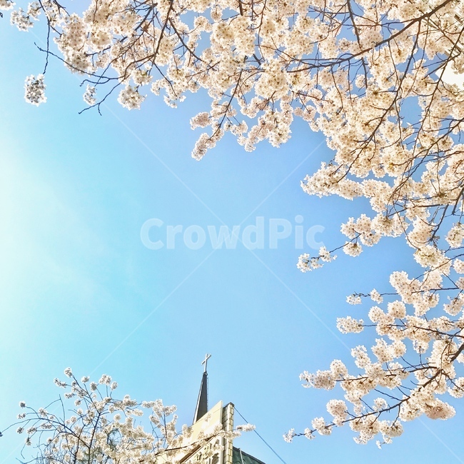 벚꽃,봄,십자가,cherryblossom,flower,꽃,blossom,교회