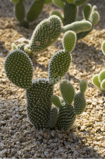 선인장,백도선,다육식물,다육이,가시,식물,자연,plants,nature