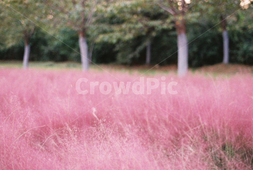 핑크뮬리,자연,공원,분위기,꽃,가을,계절,fall,autumn,season,식물,자연,plants,nature