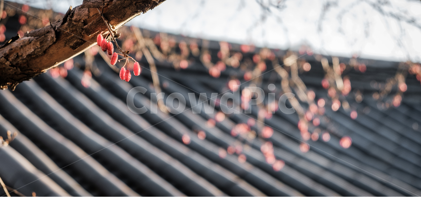 가을,나무,기와,와이드,열매,한국전통,한국문화,korean traditional,korean culture,식물,자연,plants,nature,과일,열매,fruit,건축물,건물외관,exterior,building,structure,architecture,construction