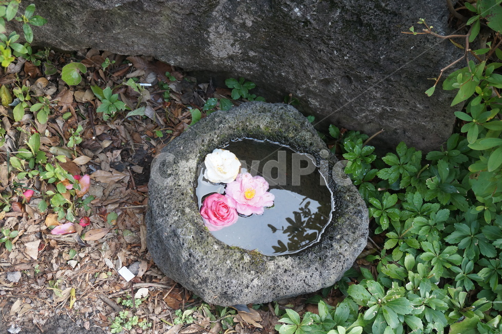 plant,blossom,식물,꽃,flower