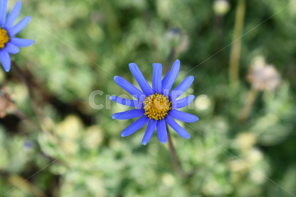 꽃,자연,파란색,홀로서기,잎,식물,자연,plants,nature,꽃,flower