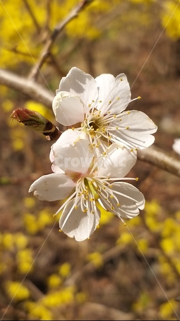 봄꽃,개나리,봄,개나리꽃,봄소식,감성,화분,pollen,plant,식물,꽃잎,벚꽃,꽃