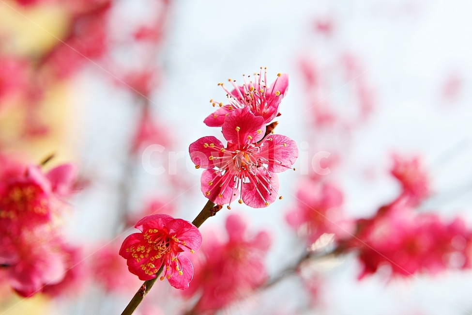 홍매화,매화,매화꽃,꽃,봄꽃,꽃잎,식물,자연,공원,봄,식물,자연,plants,nature,꽃,flower