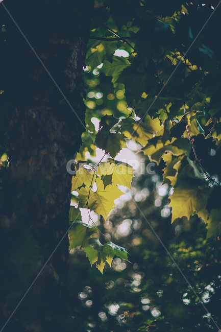 나무,초록,나뭇잎,역광,그림자,감성,힐링,외로움,빈티지,식물,자연,plants,nature,휴식,힐링,rest,relaxation,healing