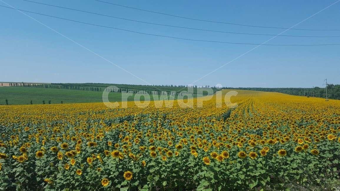 해바라기,해바라기밭,자연,농원,꽃,하늘,초록,노란,자연,풍경,nature,landscape,field,들