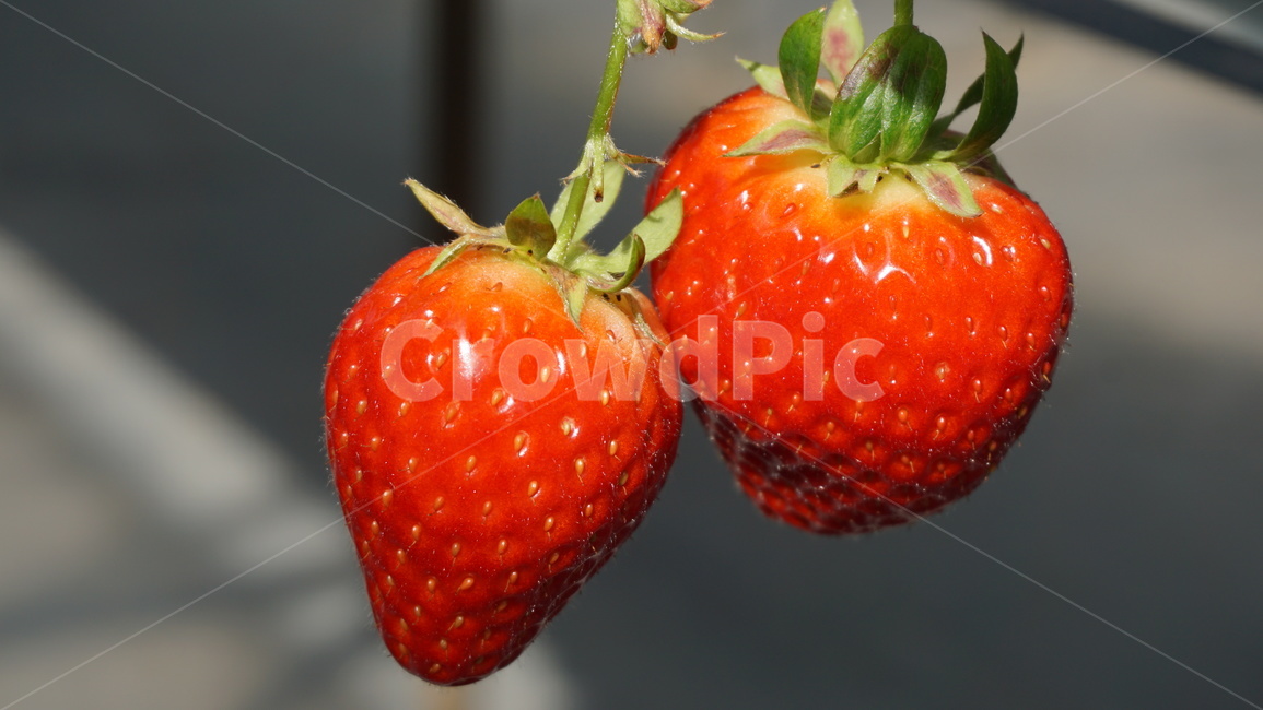 과일,식물,딸기,열매,붉은열매,과일,열매,fruit