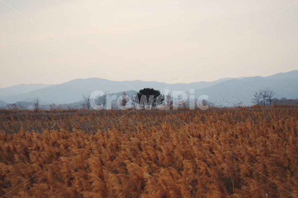 순천,순천만,나무,갈대,억새,가을,landscape,가을,계절,fall,autumn,season,자연,풍경,nature,landscape,한국자연풍경,한국자연경관,korea nature landscape,grass,잔디,plant,식물
