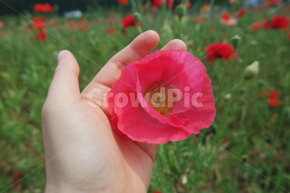 꽃양귀비,양귀비,양귀비꽃,붉은색꽃,꽃사진,양귀비축제,식물,자연,plants,nature,꽃,flower,사람,인물,인간,human,person,신체일부,몸,body