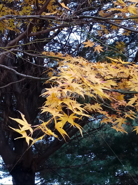 단풍,단풍잎,단풍나무,가을,leaf,잎,plant,식물,tree,나무,계절,fallautumnseason,outdoors,옥외,자연풍경,naturelandscape,가을,계절,fall,autumn,season