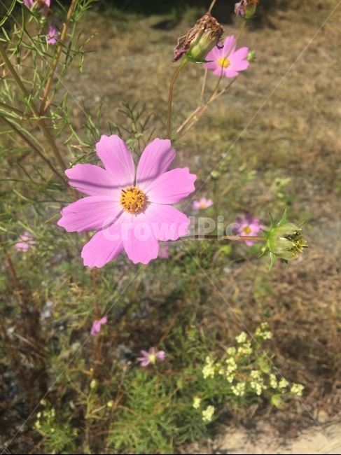 코스모스,꽃,가을,식물,cosmos,flower,fall,plants,식물,자연,plants,nature,꽃,flower