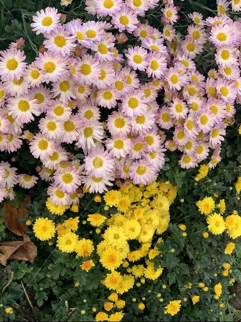 plant,식물,blossom,꽃,flower,daisies,데이지,국화,식물,자연,plants,nature,꽃,flower