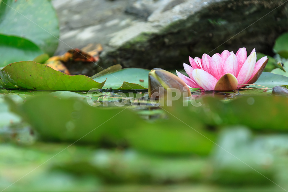 연꽃,비,꽃,여름,불교,호수,꽃잎,식물,자연,plants,nature,꽃,flower