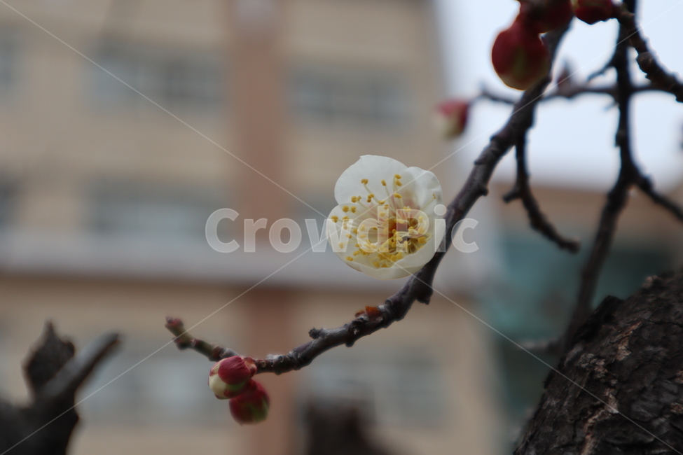 벚꽃,cherryblossom,봄,spring,식물,plant,꽃,flower,하얀색,분홍색