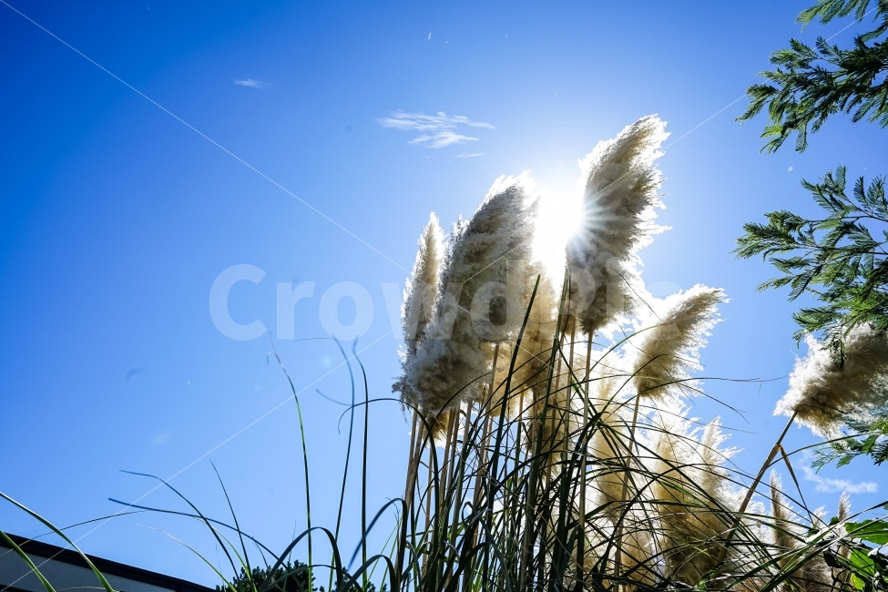 제주도,억새,갈대,식물,자연,가을,계절,fall,autumn,season,식물,자연,plants,nature,grass,잔디,plant,lawn