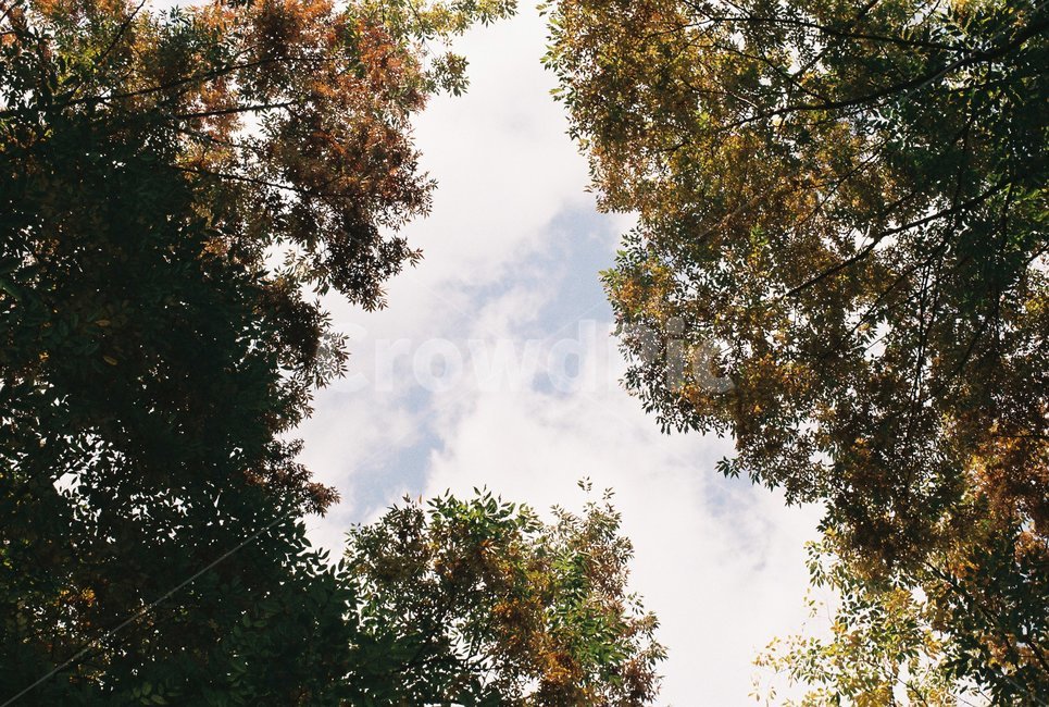 식물,자연,감성,풍경,나무,무드,mood,tree,plant,nature,필름,film,하늘,sky,자연,풍경,nature,landscape