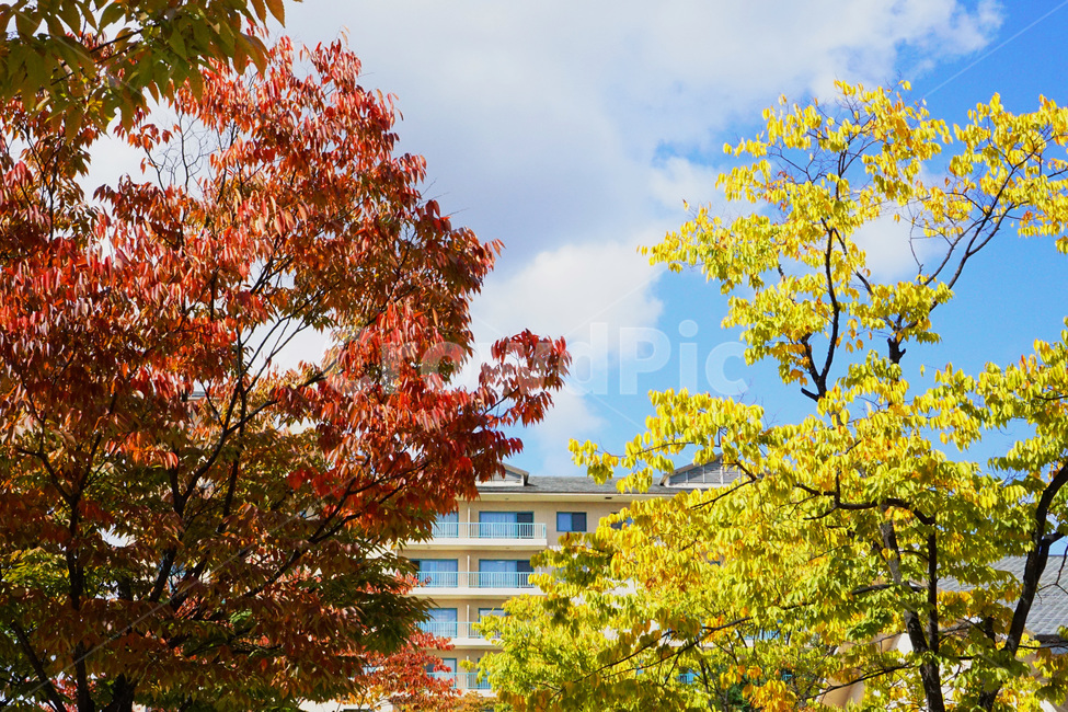 가을,단풍,자연,풍경,감성,식물,나무,fall,autumn,red,yellow,autumncolors,nature,plants,view,emotion,feeling,가을,계절,fall,autumn,season,식물,자연,plants,nature,나무,trees,wood,tree,plant,leaf,잎