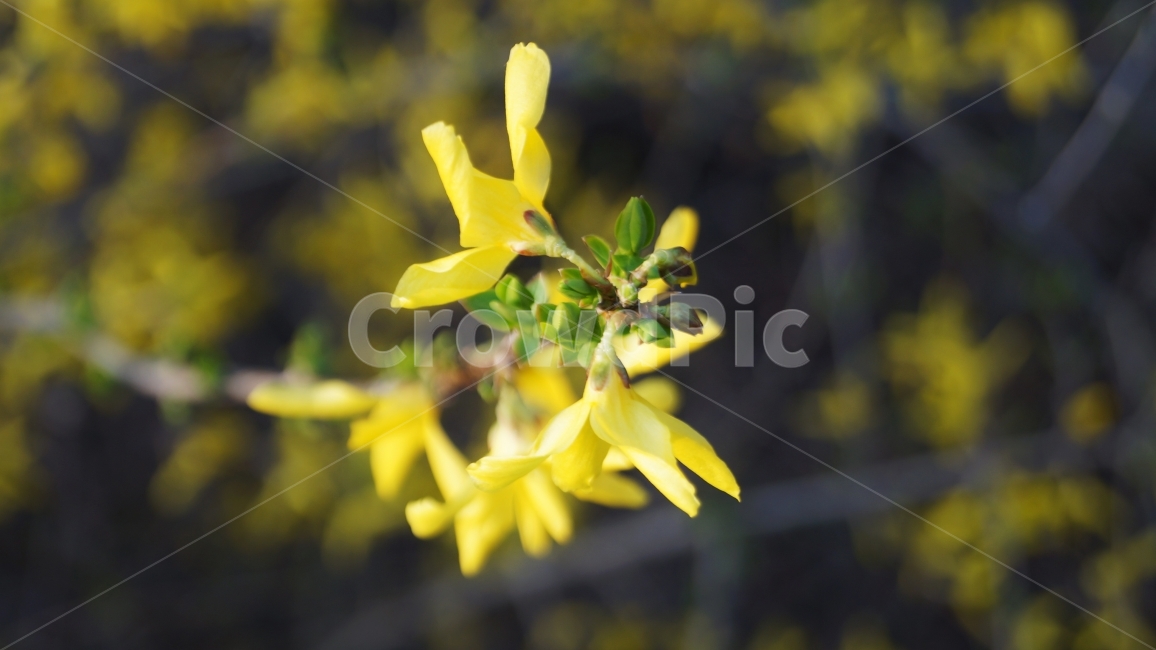 개나리,꽃,봄,정서,따뜻함,나뭇가지,봄,계절,spring,season,식물,자연,plants,nature,꽃,flower,plant,blossom,petal,꽃잎