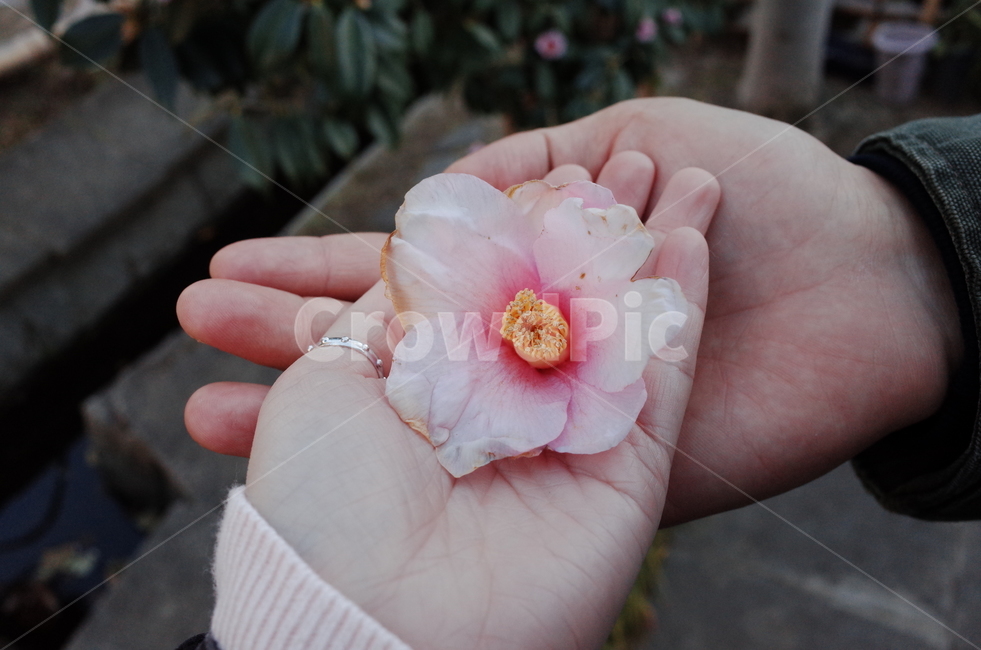 꽃,손,커플,반지,데이트,감성,flower,hand,couple,ring