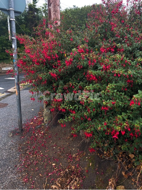 꽃,식물,붉은꽃,빨간꽃,들꽃,wildflower,flower,plant,blossom