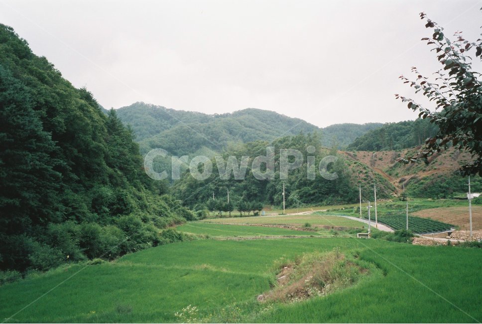 춘천,한국자연풍경,시골,비온뒤,풍경,자연,경치,정취,논,숲,시골길,흐림,흐리다,쓸쓸한,감성,감성사진,필름,필름사진,chuncheon,rural,nature,koreanaturelandscape,scenery,landscape,paddyfield,forest,cloudy,afterrain,countryroad,green,feeling,mood,sensible,film