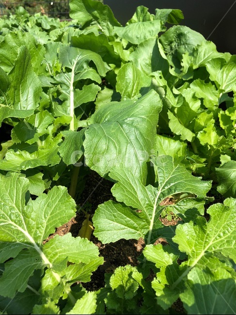 plant,식물,vegetable,야채,food,음식,채소,배추,농부,농사,귀농,힐링,싱그러움