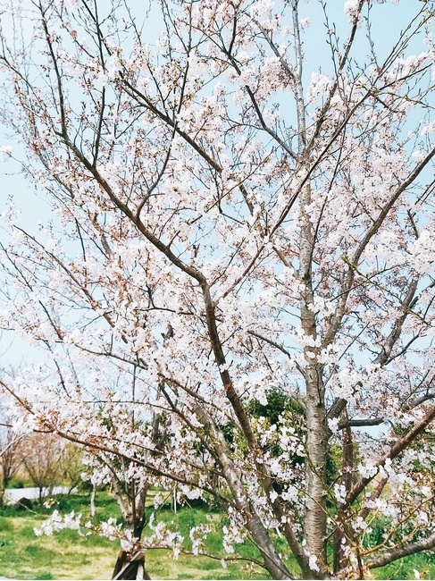 하늘,날씨,예쁨,벚꽃축제,햇살,벚꽃,봄,거리,나무,들판,집,힐링,햇빛,신비,자연,아름다움,구름,태양,산,여가,생활,화창,봄,계절,spring,season,plant,식물,tree