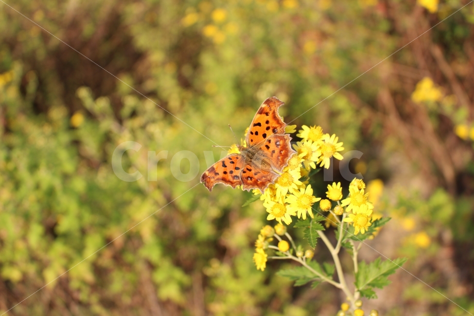 나비,정원,꽃,가을,자연,시골,양평,색감,식물,자연,plants,nature,꽃,flower,동물,animal,곤충,벌레,insect,bug