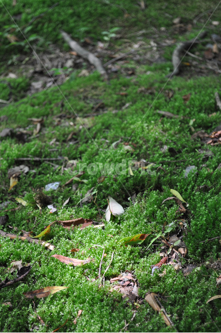 plant,식물,moss,이끼,ground,바닥,낙엽,자연,풍경,nature,landscape,animal,동물,bird,새