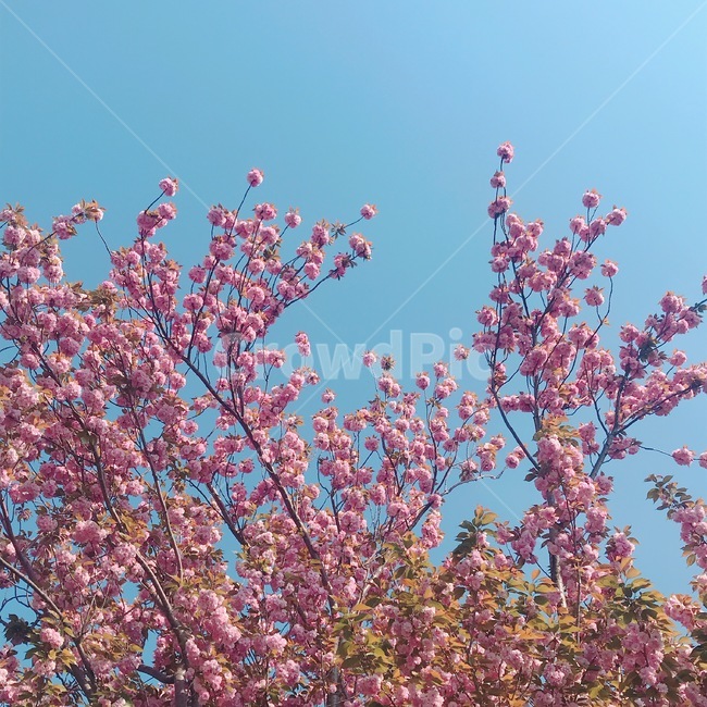 나무,꽃,겹벚꽃,날씨,하늘,맑음,봄,감성,분홍,분홍꽃,공원