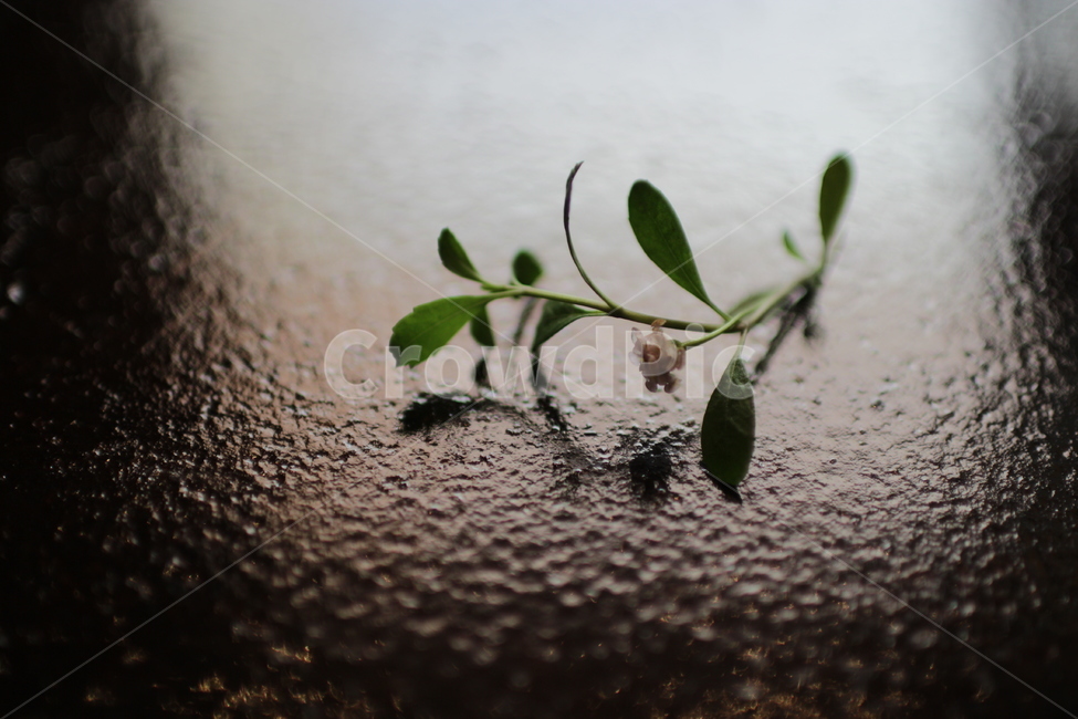 plant,식물,leaf,잎,꽃,식물,자연,plants,nature,꽃,flower