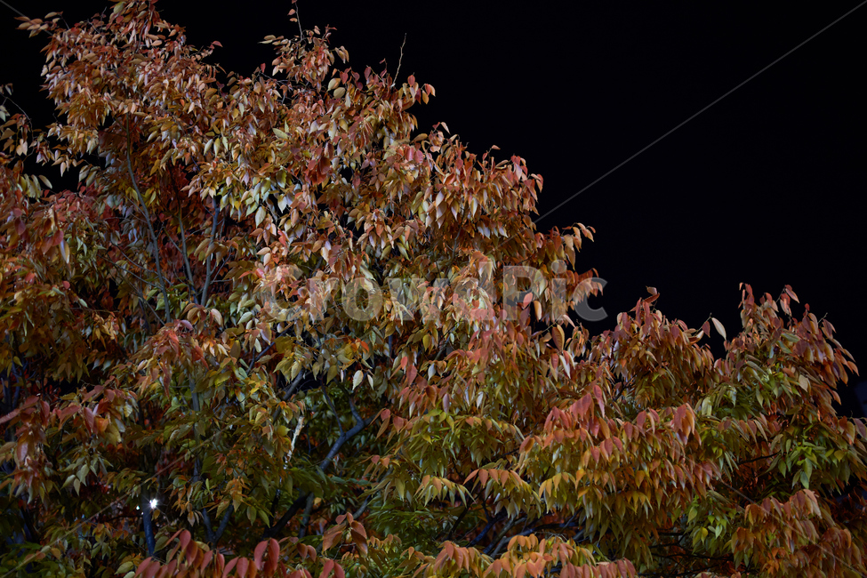 가을,하늘,밤,배경,단풍,나무,빨강,night,tree,가을,계절,fall,autumn,season,야경,밤,풍경,nightscape,night,landscape,plant,식물,leaf,잎