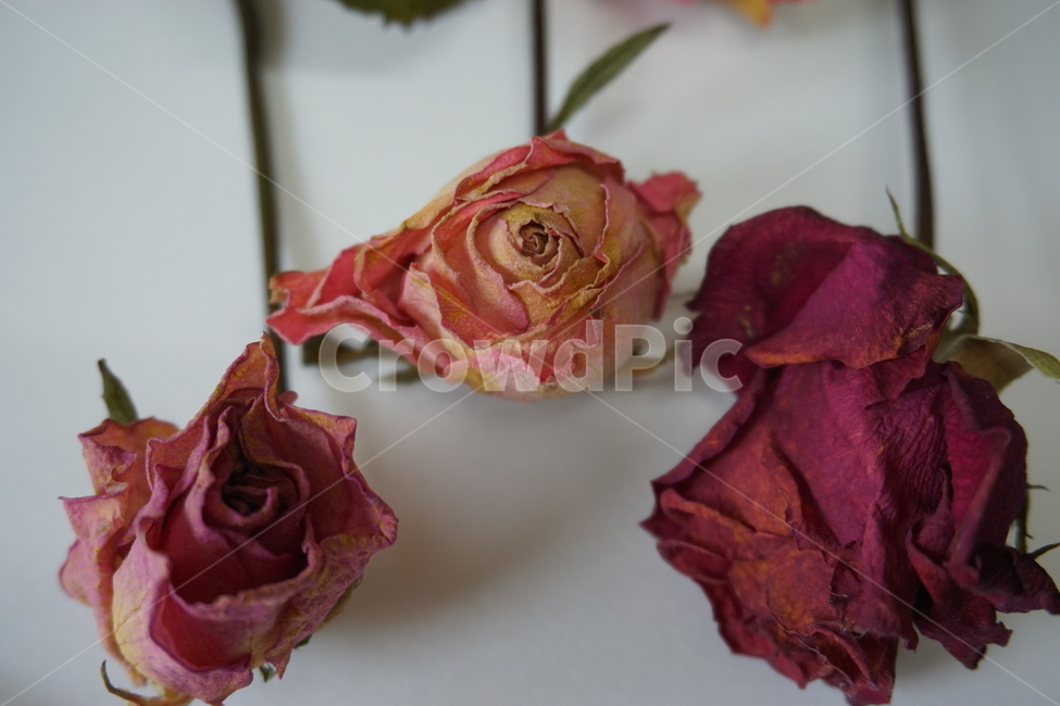 말린장미,말린꽃,장미,드라이플라워,장식,식물,꽃,꽃,flower