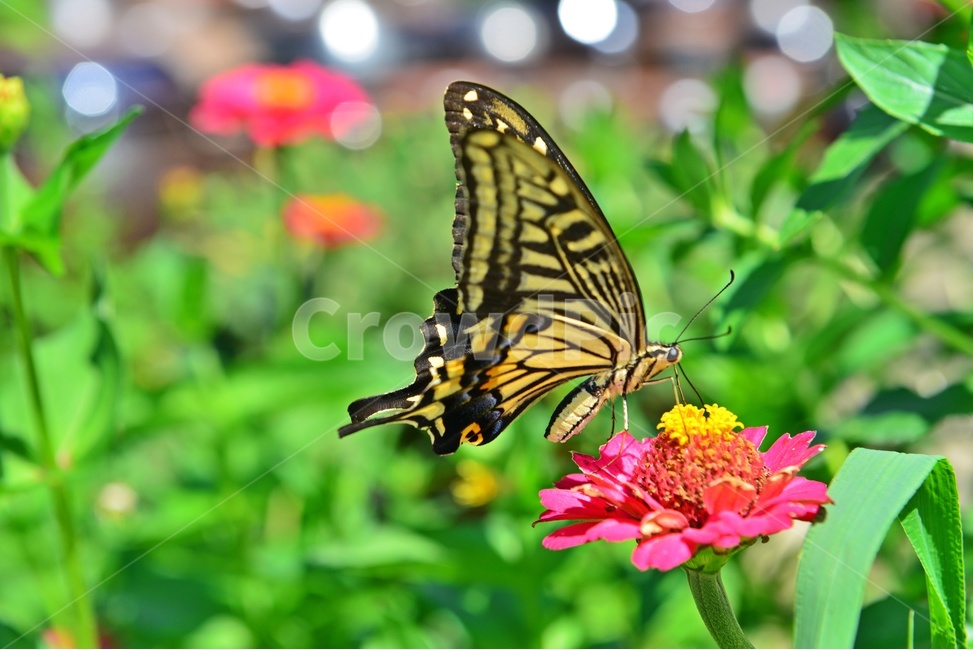 nature,자연,outdoors,옥외,백일홍,호랑나비,나비,plant,식물,항아리,식물,자연,plants,nature,꽃,flower,동물,animal,곤충,벌레,insect,bug
