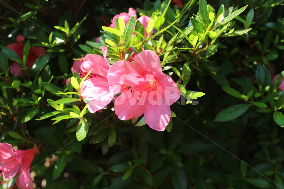 철쭉,꽃,flower,plant,식물,blossom,식물,자연,plants,nature,꽃,flower