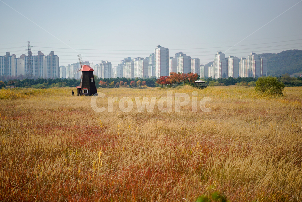 인천,소래습지공원,가을,fall,갈대,가을,계절,fall,autumn,season,도시,풍경,city,landscape,한국도시풍경,한국도시경관,korea cityscape,nature,자연,outdoors,옥외