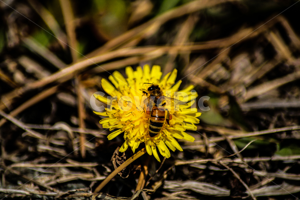 민들레,꿀벌,벌,노란꽃,야생화,flower,honey,식물,자연,plants,nature,꽃,flower,동물,animal,곤충,벌레,insect,bug