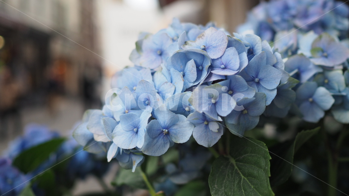 꽃,파란꽃,수국,식물,하늘색,파란색,자연,컬러,hydrangea,plants,flower,nature,color,blue,skyblue