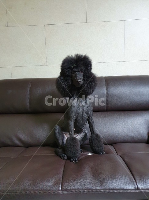스탠다드푸들,블랙푸들,다소곳한댕댕이,standardpoodle,blackkpoodle,동물,animal,포유류,mammal,개,강아지,dog,doggy
