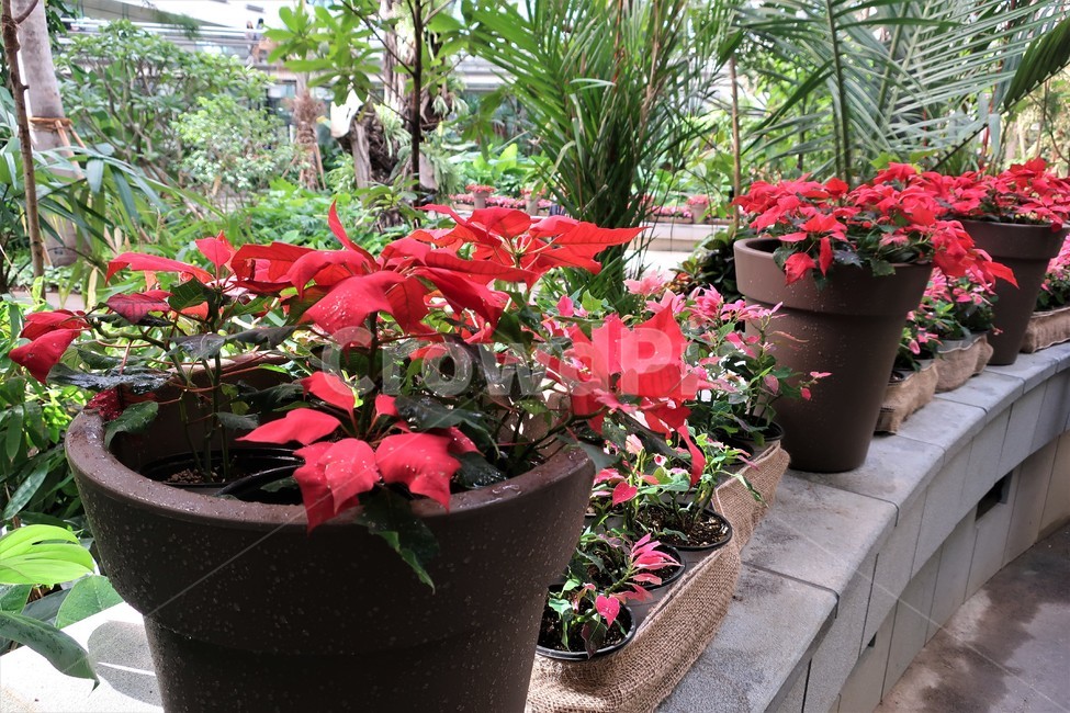 서울식물원,식물,온실,수목원,정원,실내,생태,조성,꽃,나무,시설,식물,자연,plants,nature,꽃,flower