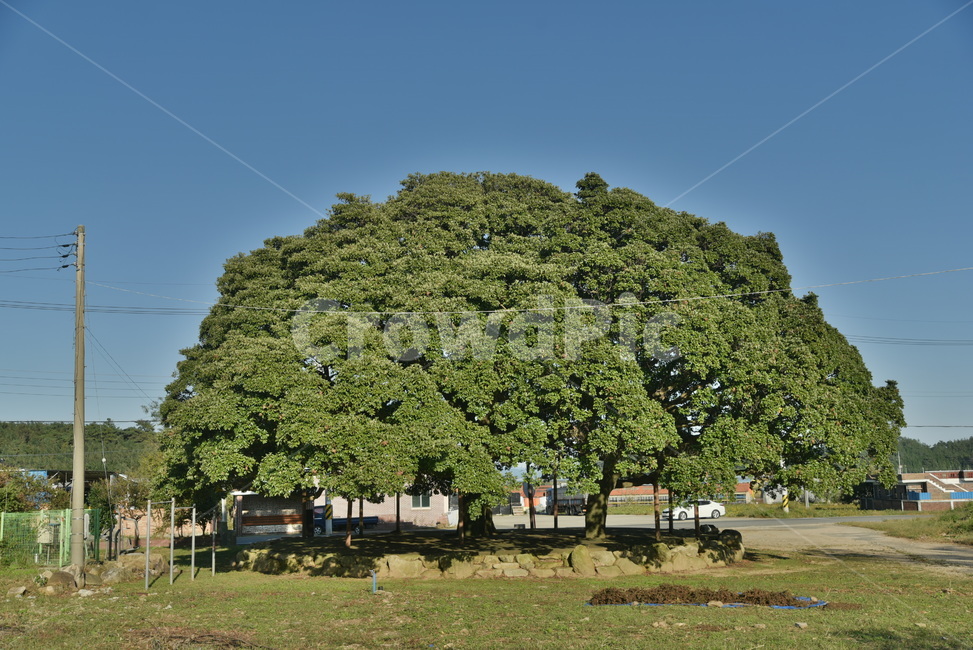 후박나무,천연기념물,나무,tree,삼산리,plant,식물,자연,plants,nature,나무,trees,wood