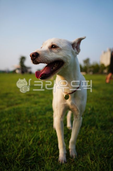 dog,puppy,white,white dog,shigorjabjong,white puppy,white puppy,white dog,white dog,white puppy,mixed breed,white mixed breed,grass,lawn,lawn