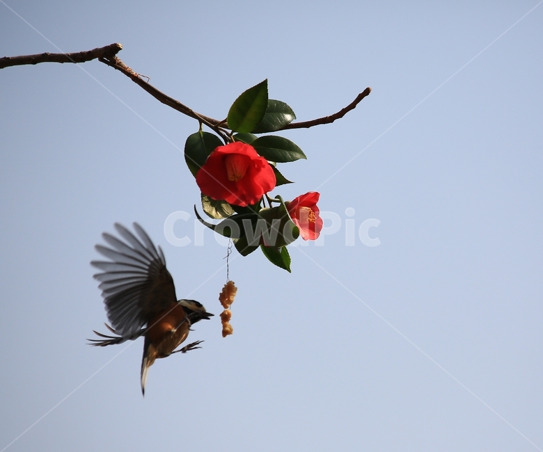 animal,동물,bird,새,plant,식물,flower,blossom,꽃,leaf,잎,동백,동백꽃,동박새,먹이,식물,자연,plants,nature,꽃,flower,동물,animal,조류,새,birds