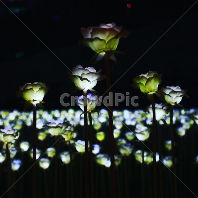 꽃,flower,식물,자연,nature,색감,감성,야경,light,장미,밤,조명,야경,밤,풍경,nightscape,night,landscape,사물,물건,오브젝트,thing,object,matter,plant